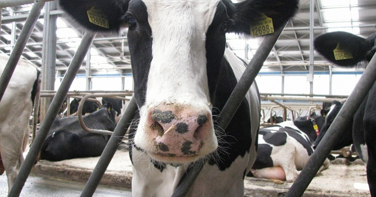 «Русмолко» открыла первую очередь комплекса на 5,2 тысячи коров
