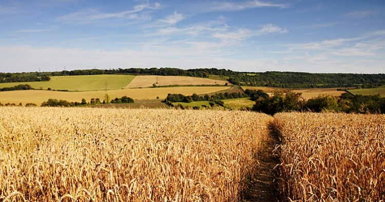 Коронавирус стал причиной резкого роста цен на пшеницу