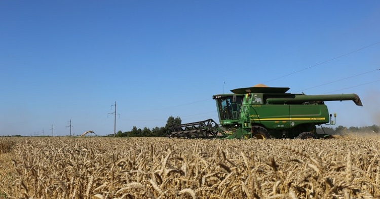 Минсельхоз повысил прогноз урожая пшеницы до 78 млн тонн