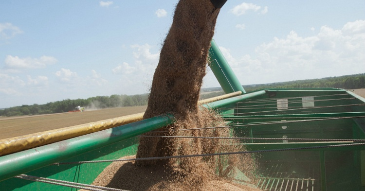 Аналитики продолжают снижать прогнозы урожая зерна