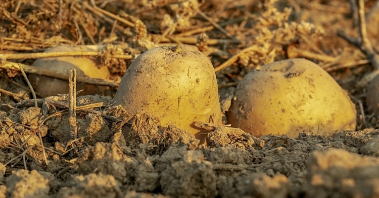 Картофельный союз: Россия нескоро откажется от импорта семенного картофеля