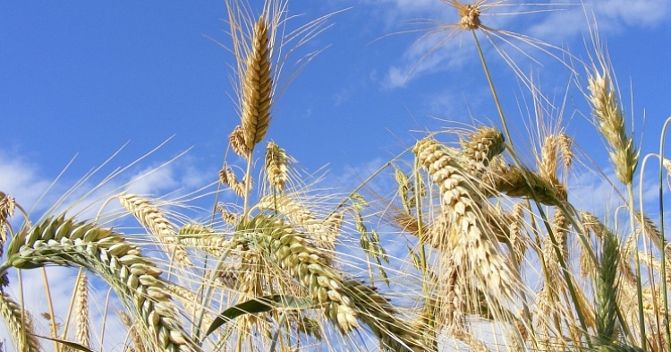 Роста экспортных цен на пшеницу ждать не стоит