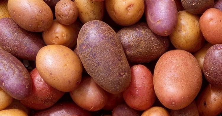Урожай картофеля ожидается на уровне 7 млн тонн