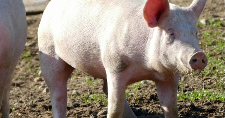 В мире продолжает распространяться африканская чума свиней