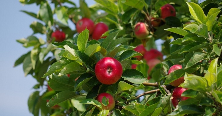 Производство яблок в этом году вырастет на 150 тысяч тонн