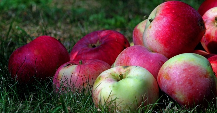 Производство яблок может увеличиться вдвое