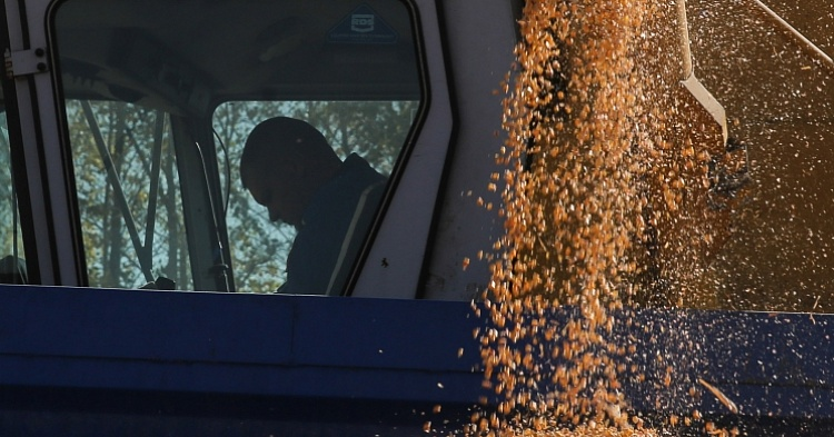 РЗС: ограничение экспорта зерна ударит по аграриям