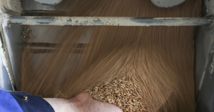Минсельхоз США понизил прогноз экспорта российской пшеницы