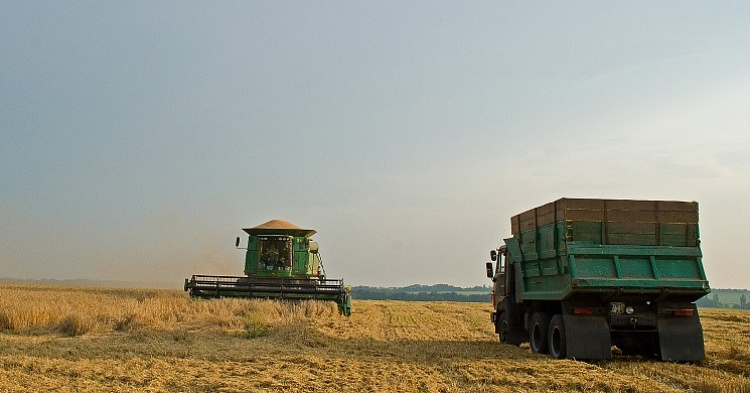 IGC: мировые запасы пшеницы обновят рекорд в сезоне-2019/20