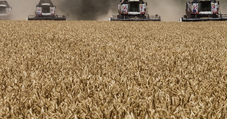 Закупочные цены на зерно растут из-за экспортной квоты
