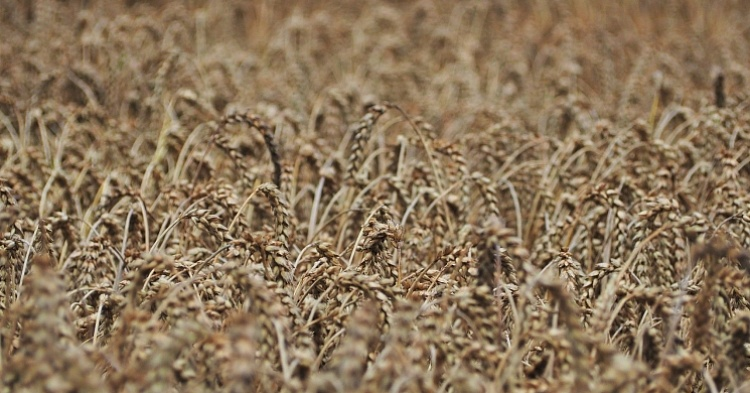 Эксперты вновь снизили прогнозы урожая зерна