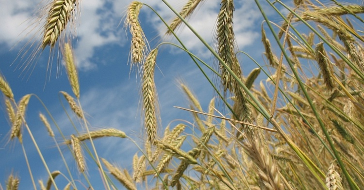 Урожай зерна может достигнуть 133 млн тонн