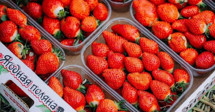 Крымская компания построит ягодные теплицы в Подмосковье