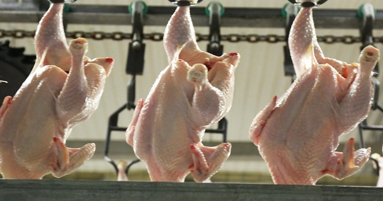 Группа «Ресурс» начала экспорт мяса птицы с использованием железной дороги