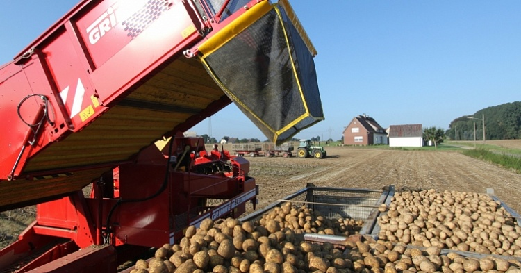 Урожай картофеля в сельхозпредприятиях может составить 8 млн тонн