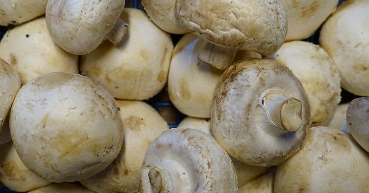 Россия войдет в тройку крупнейших в Европе производителей грибов