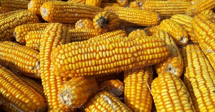 Экспорт кукурузы просят ограничить до 1 сентября