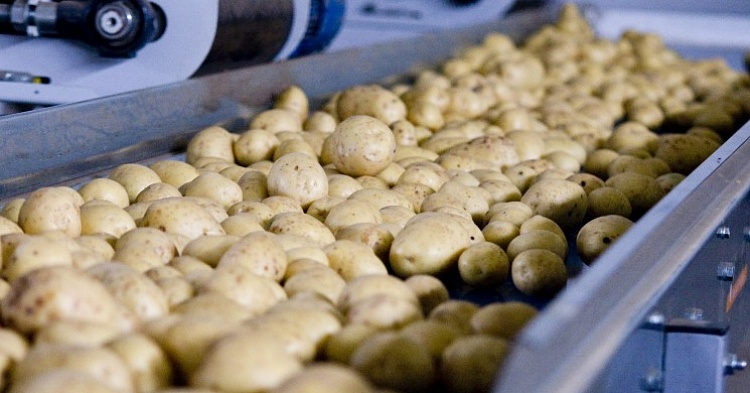 Картофель в России продолжает дорожать