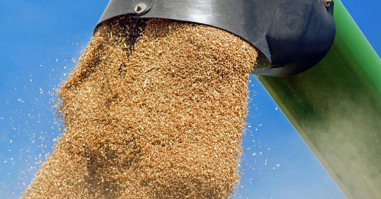 В России начали активно декларировать зерно на экспорт