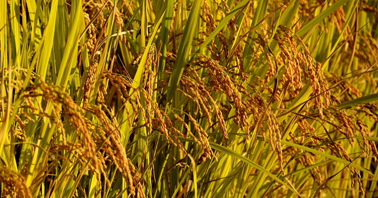 «АФГ Националь» обновил рекорд по сбору риса