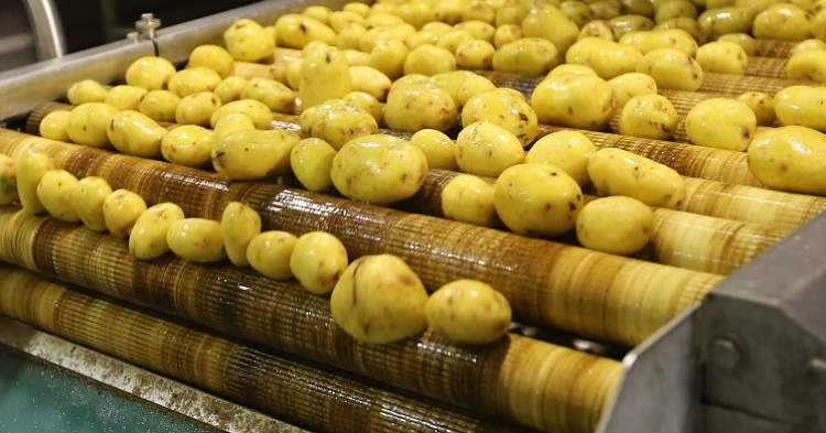 Агрофирма «КРиММ» запустила завод по переработке картофеля за 1,1 млрд рублей