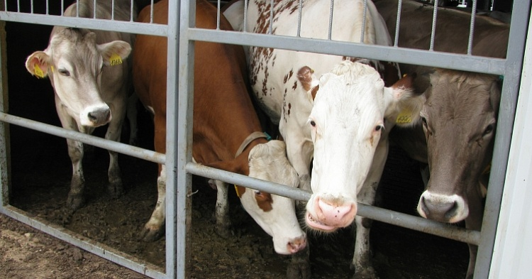 В этом году валовой надой молока может достигнуть 32 млн тонн