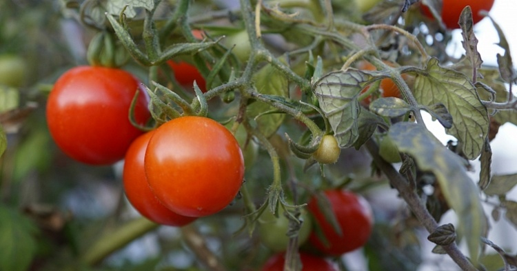 В Крыму запущено крупнейшее в регионе производство томатов