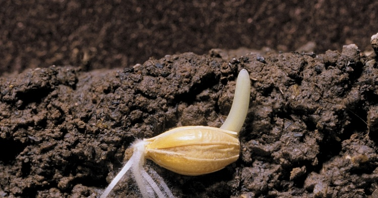 Как посеем: чем грозит агросектору новое регулирование рынка семян