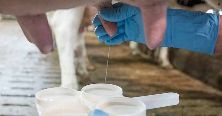 Молочные компании просят смягчить требования к содержанию лекарств в продукции