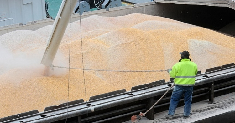 Экспорт зерна в 2020 году может увеличиться до 48 млн тонн