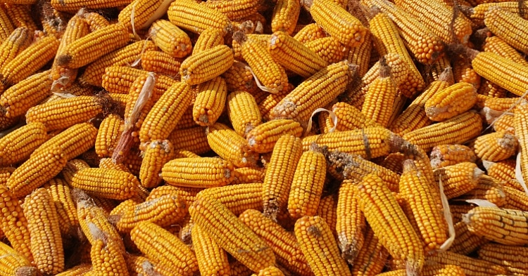Экспорт кукурузы вырос на 33%