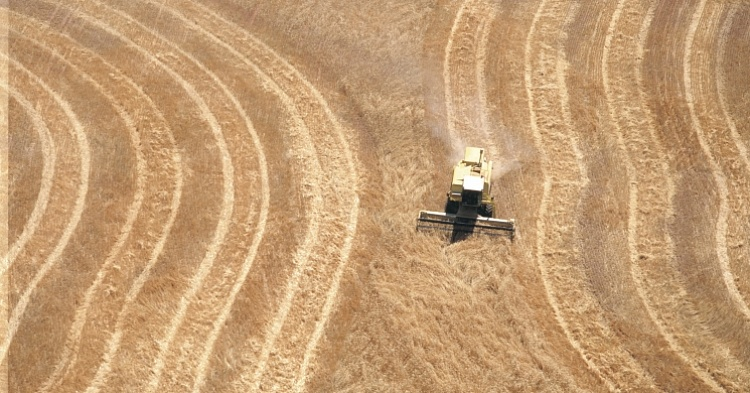 Мировой рынок зерна в новом сезоне ждут рекорды