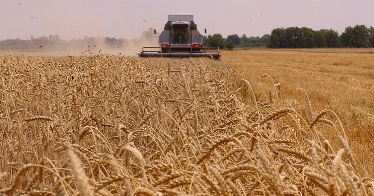 Минсельхоз США: урожай яровой пшеницы в России снизится на 4%