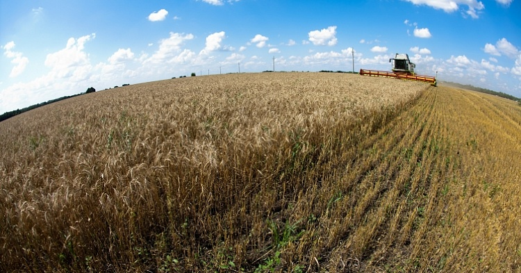 Пшеница нового урожая вновь дорожает