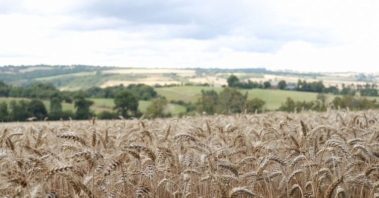 Минсельхоз США не стал менять прогноз урожая пшеницы и подсолнечника для России