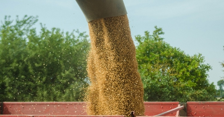 Темпы экспорта зерна начали снижаться