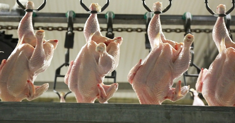 Крупнейшие птицефабрики произвели 4,64 млн тонн мяса бройлера