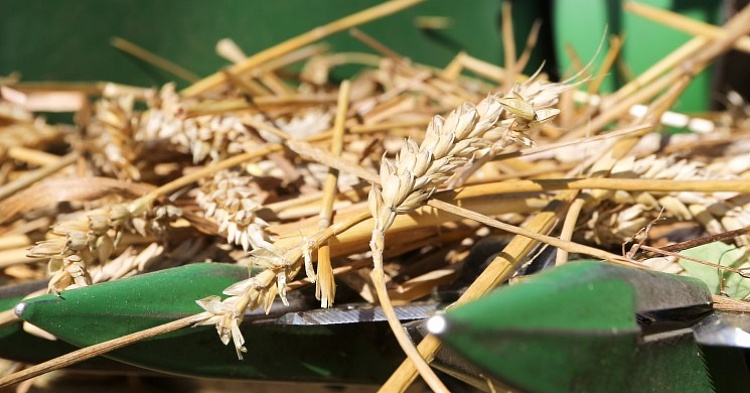 Снижение прогнозов урожая поддерживает цены на пшеницу