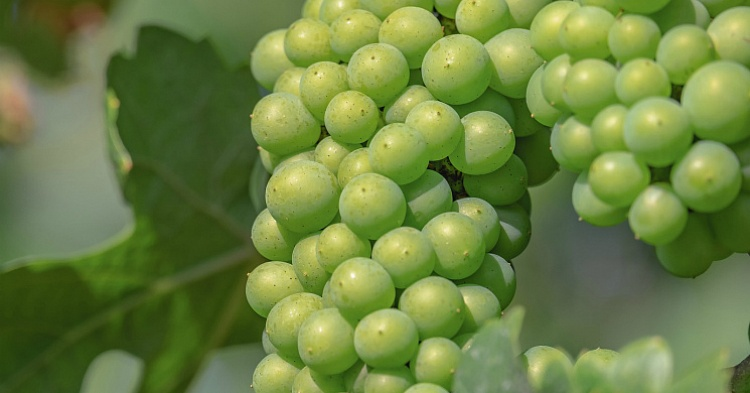 «Абрау-Дюрсо» увеличила сбор винограда на 25%