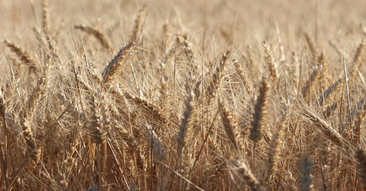 Экспортные цены на пшеницу поднялись до максимума с начала сезона