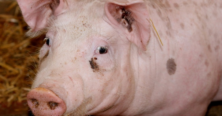 В мире может погибнуть 25% всех свиней