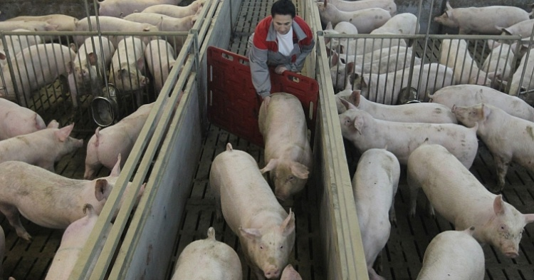 Перепроизводство свинины привело к росту ее потребления