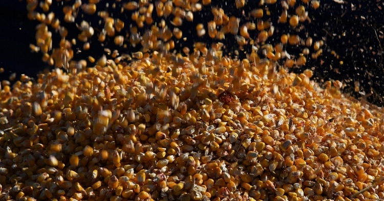 IGC: Мировое производство кукурузы и пшеницы обновит рекорд